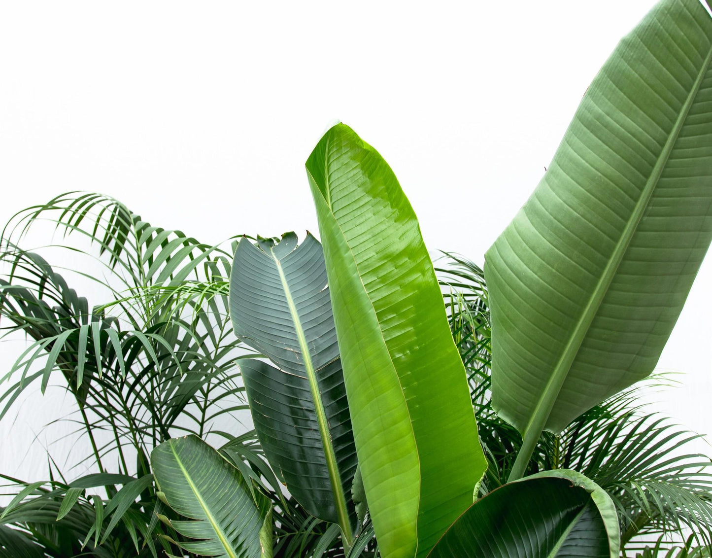 Combi deal XXL - Kentia 200 cm, Strelitzia Nicolai 225 cm, Areca 200 cm.