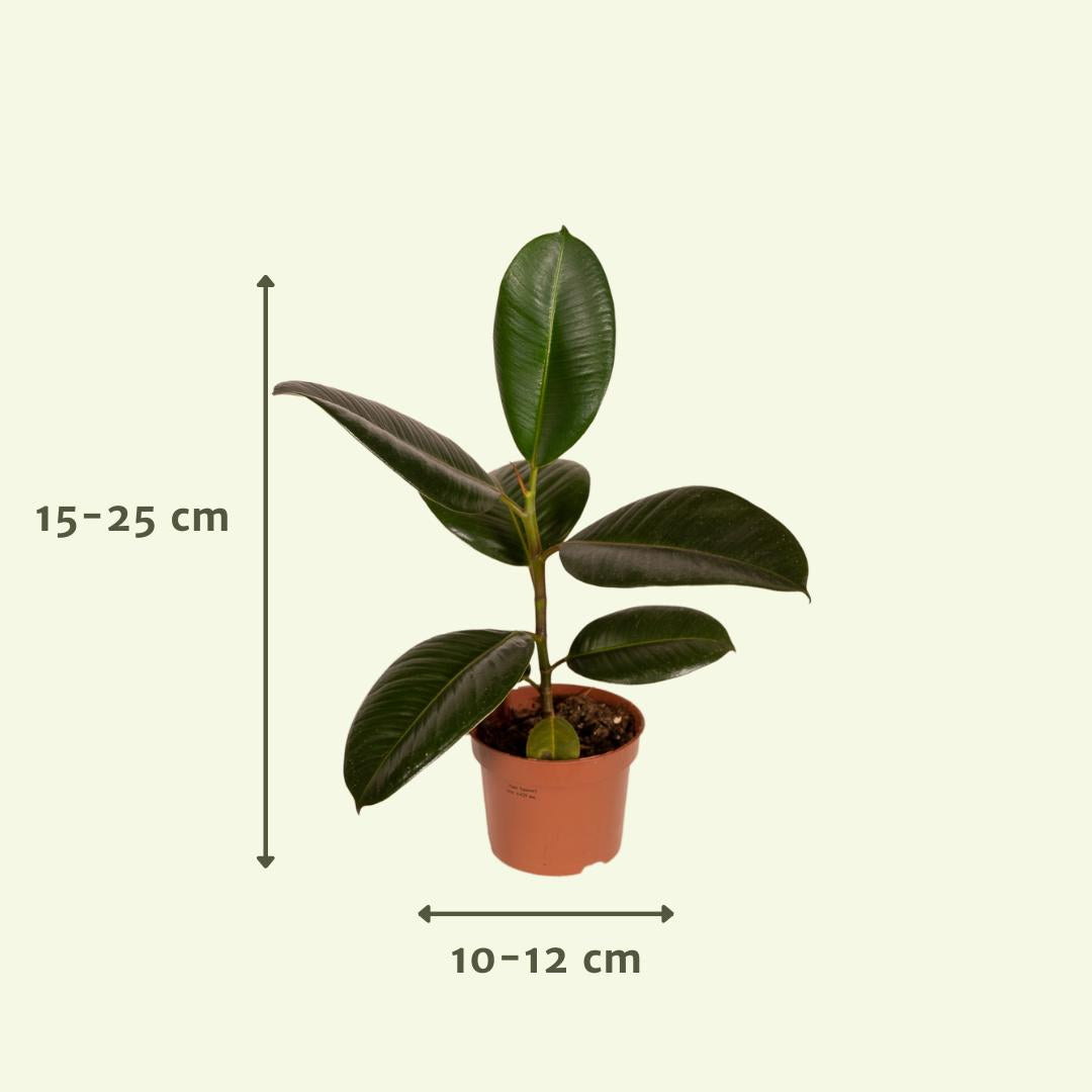 Außenseiterbox 12x Ø12 - Ø12cm - 8x