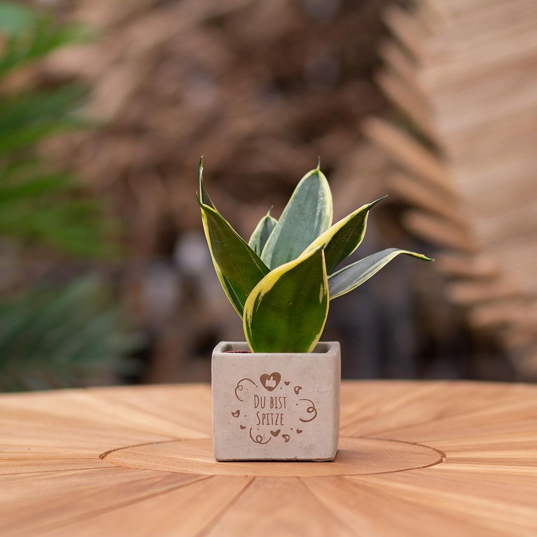 Congreetz® plantpots + Sansevieria| Du bist Spitze