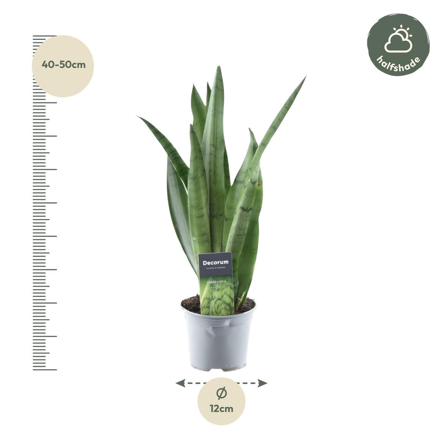 Luftreiniger Bogenhanf Sansevieria Spearmint - 45 cm - ø12