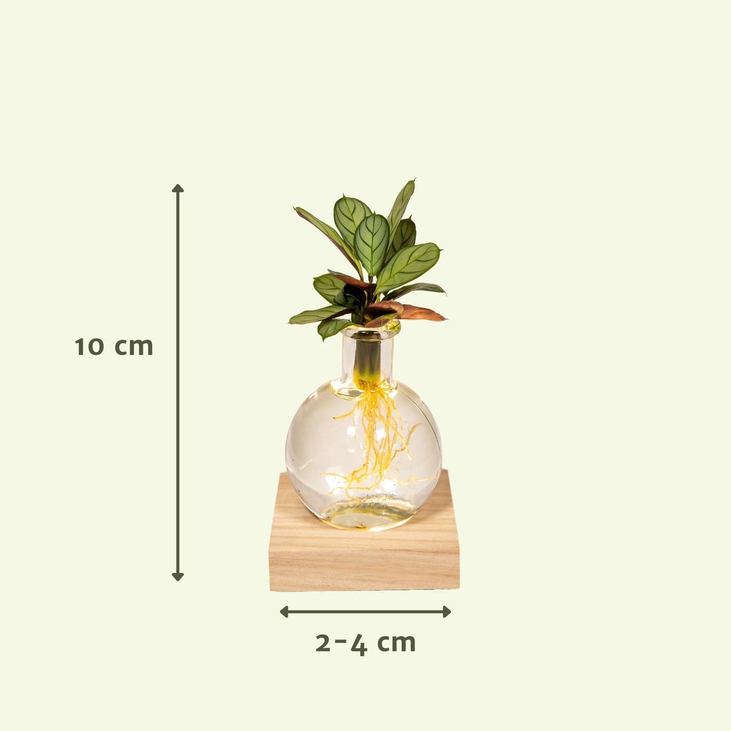 Calathea aus Samoa-Glas mit LED-Beleuchtung - Ø12cm - ↕10cm