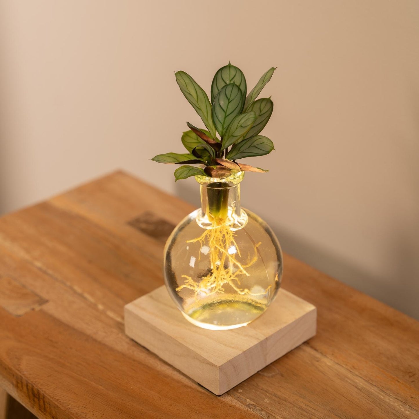 Calathea aus Samoa-Glas mit LED-Beleuchtung - Ø12cm - ↕10cm