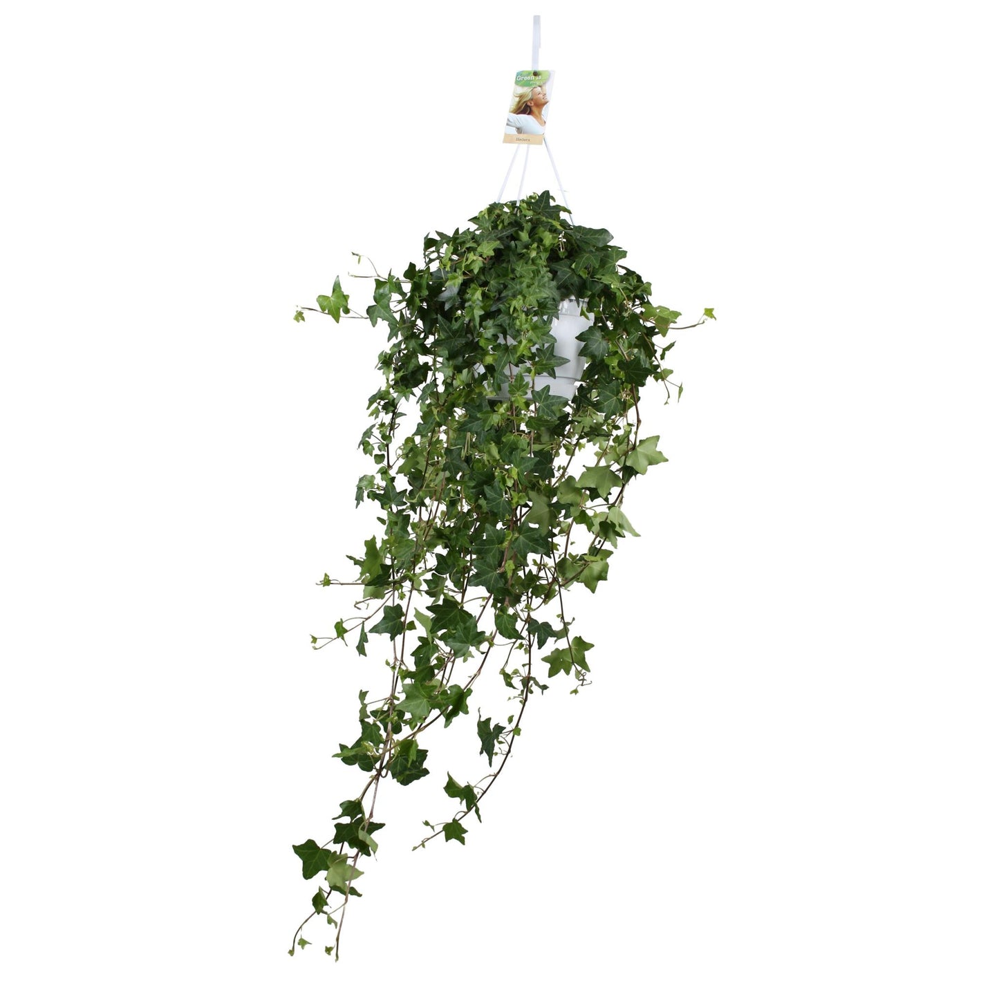 Efeu Hedera Helix Pitsburg Ø17cm