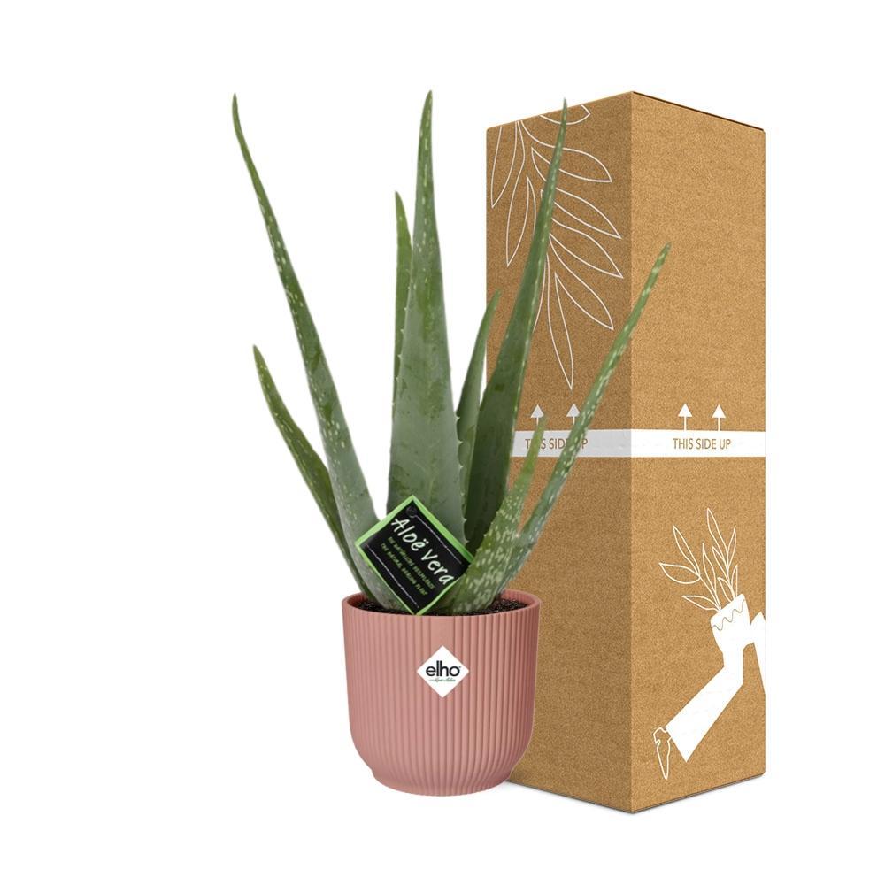 Aloe Vera 12cm in ELHO Vibes Fold 14cm rosa