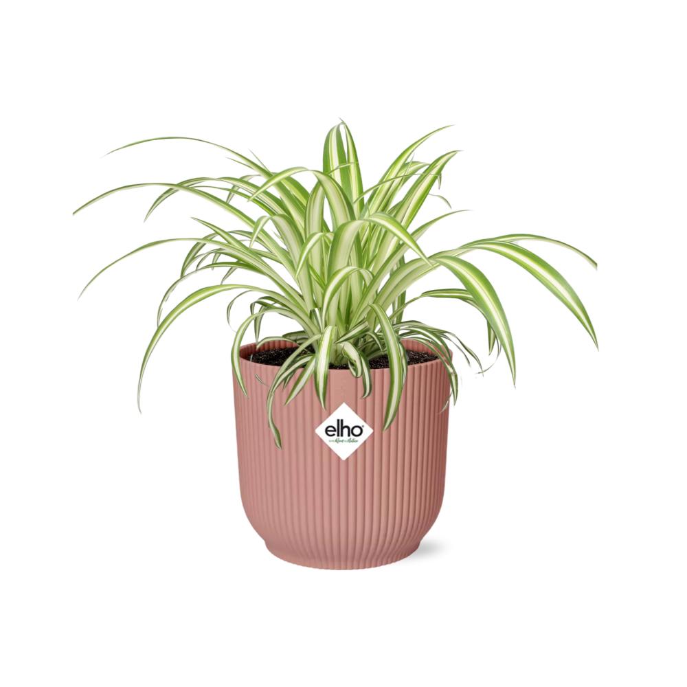 Grünlilie Chlorophytum Comosum Variegatum in ELHO Vibes Fold 14cm rosa