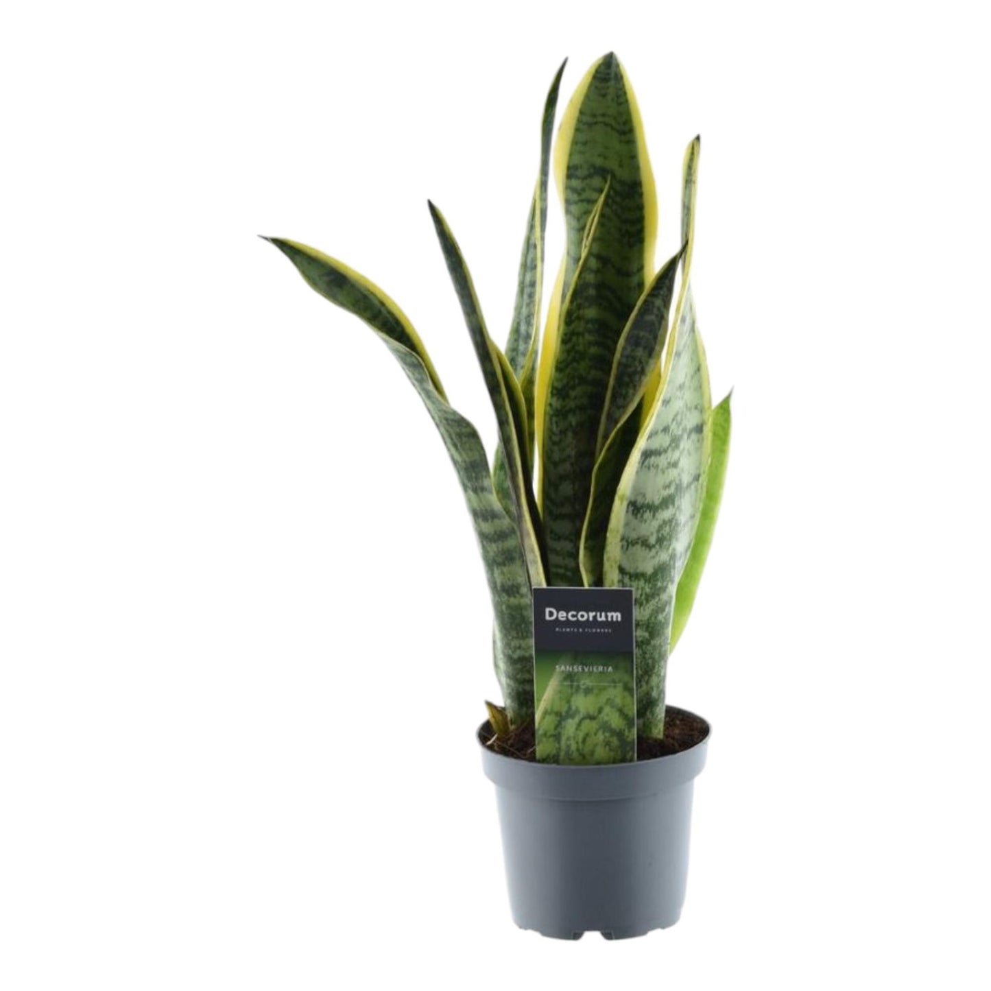 Luftreiniger Bogenhanf Sansevieria Laurentii - 45 cm - ø12