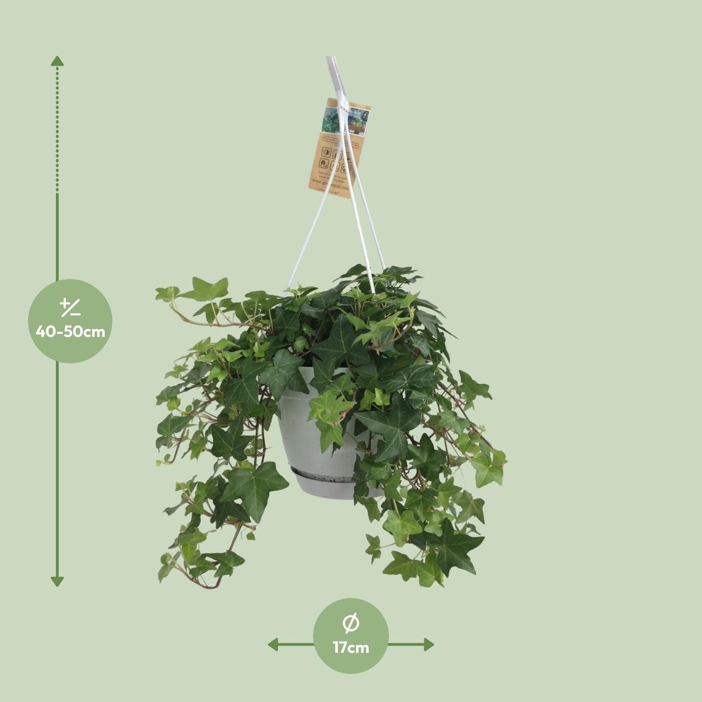 Efeu Hedera Helix Grün mit Ampeltopf Weiß / Basic - Ø17cm