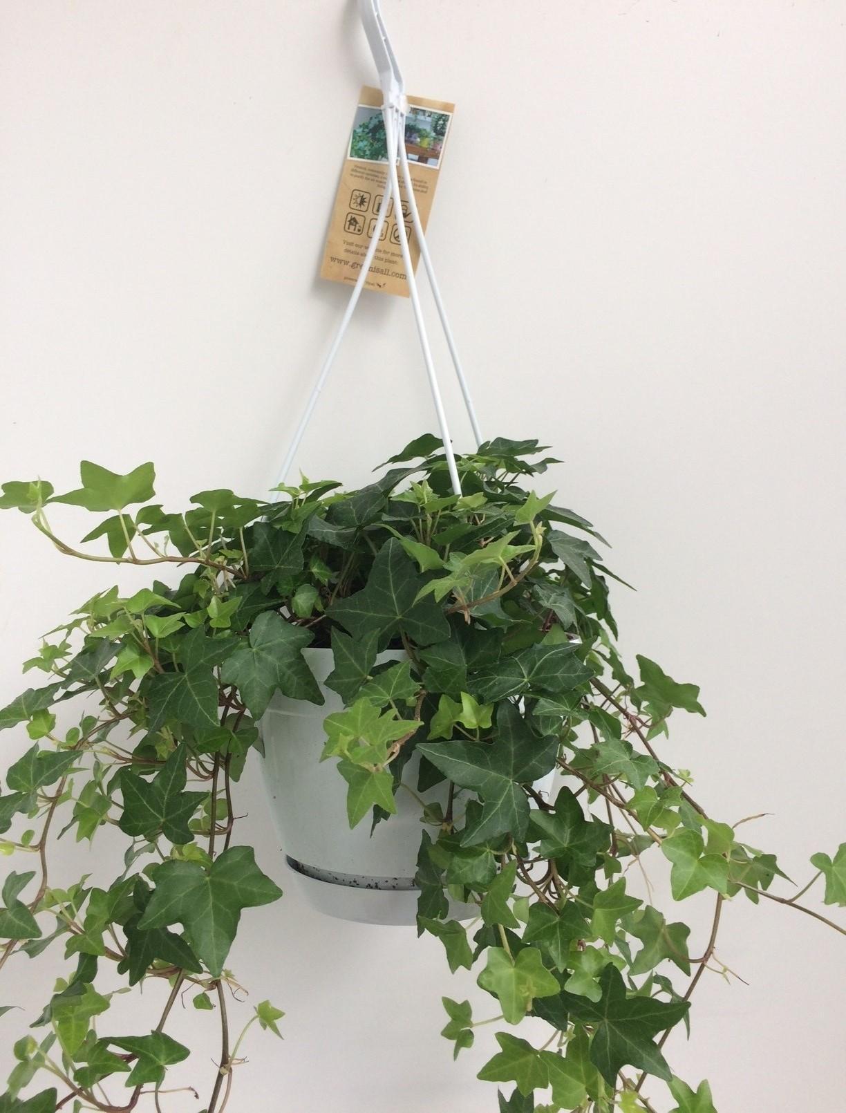 Efeu Hedera Helix Grün mit Ampeltopf Weiß / Basic - Ø17cm