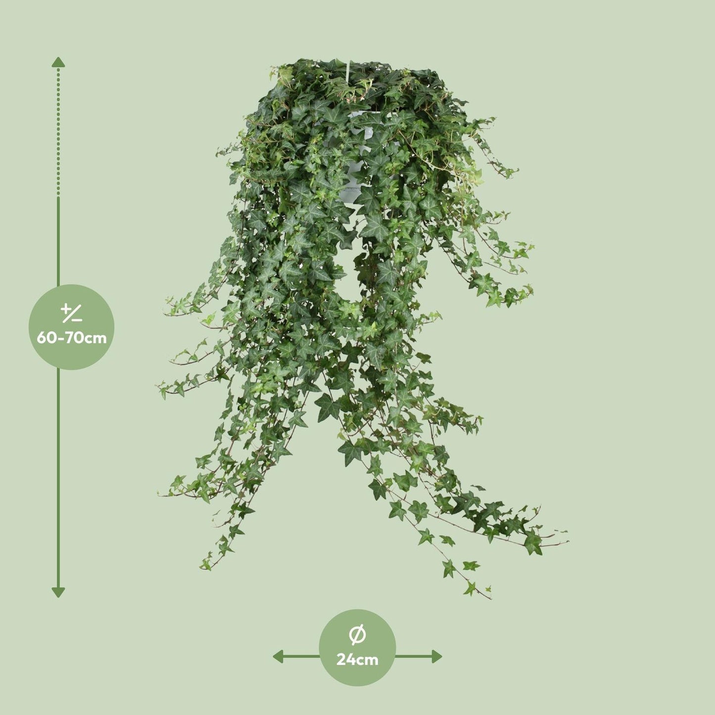 Efeu Hedera Helix Pitsburg - Ø24cm