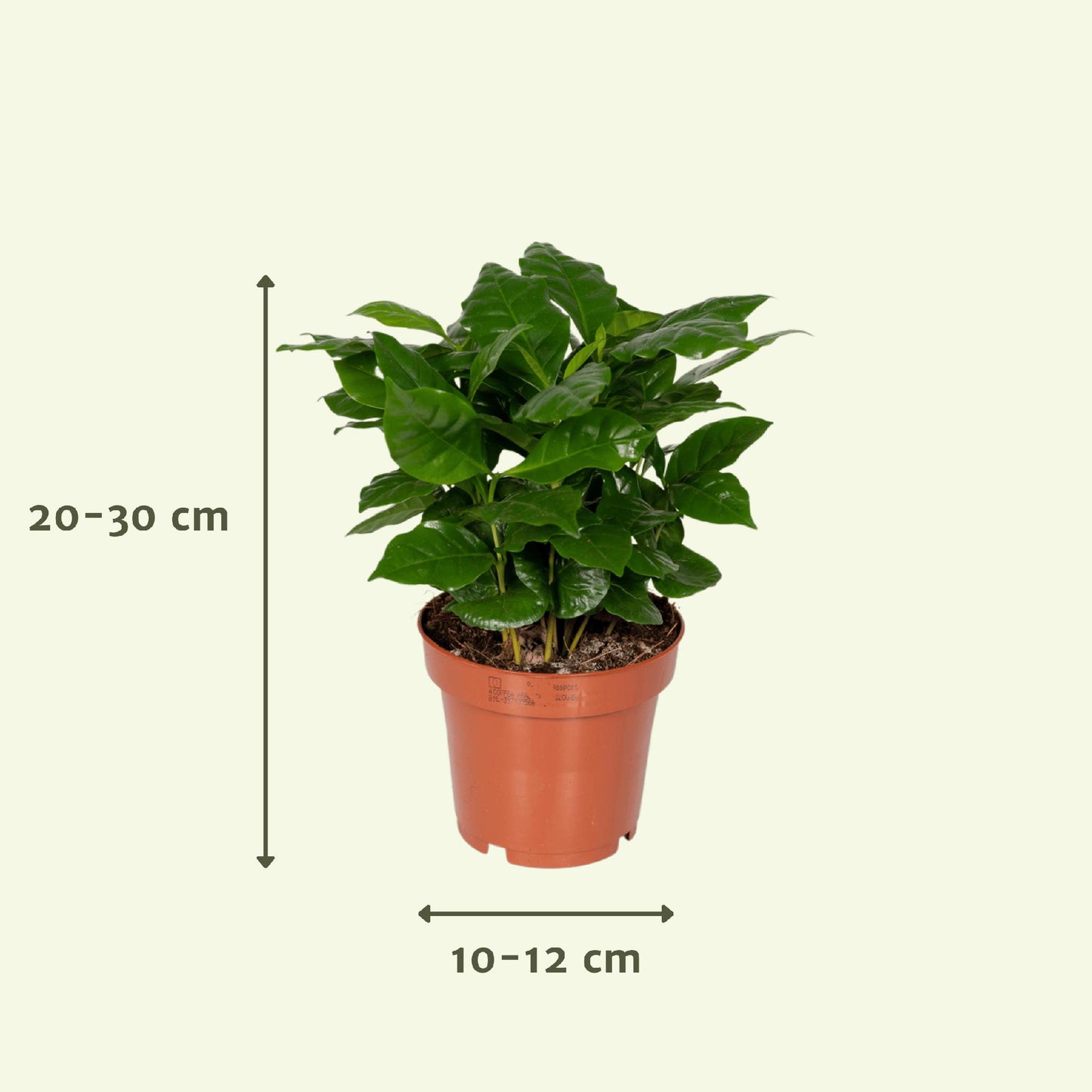 Überraschungsbox Ø12cm - ↕25cm - x5