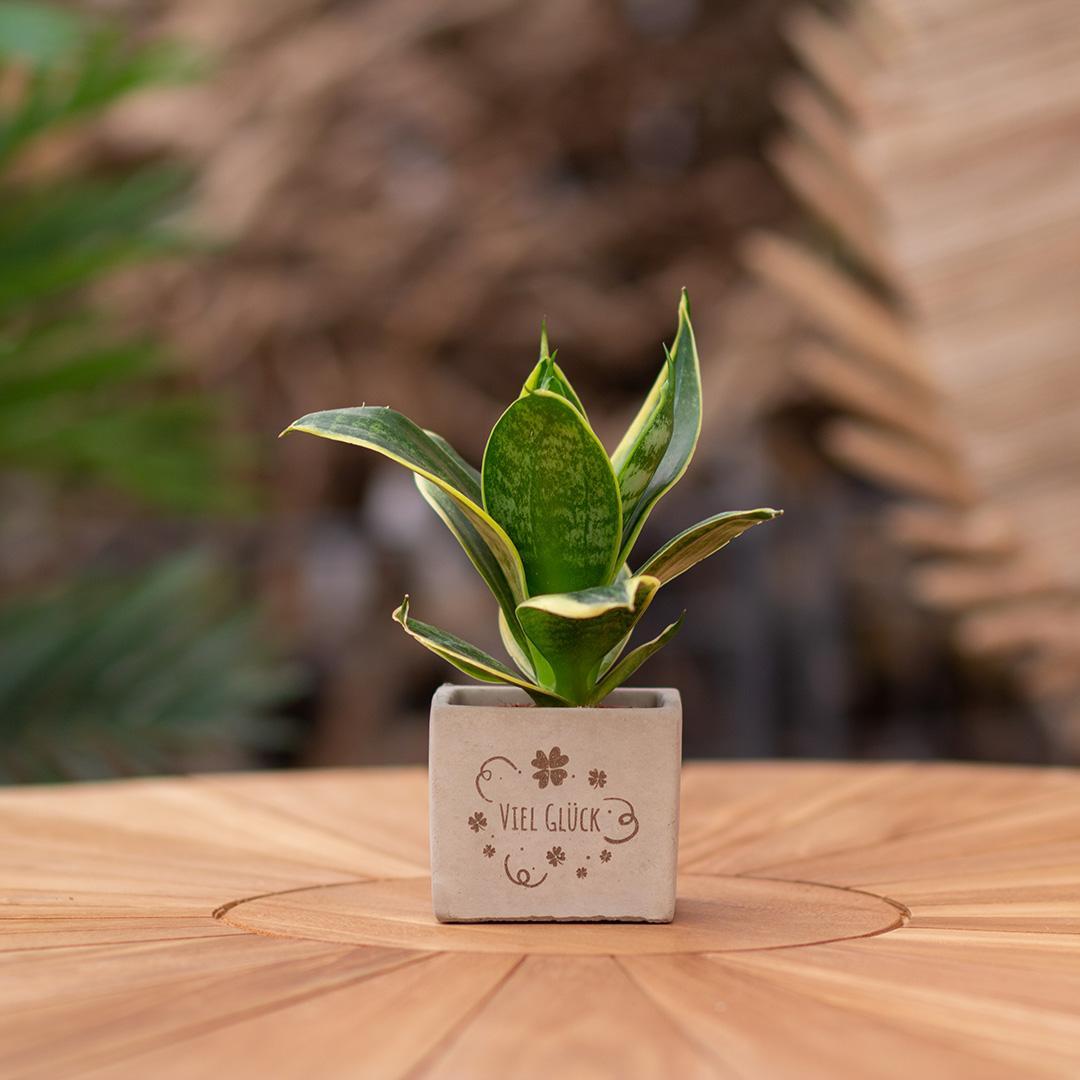 Congreetz® plantpots + Sansevieria| Viel Glück