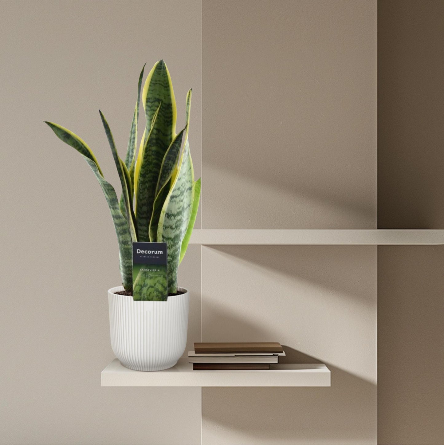 Luftreiniger Bogenhanf Sansevieria Laurentii - 45 cm - ø12