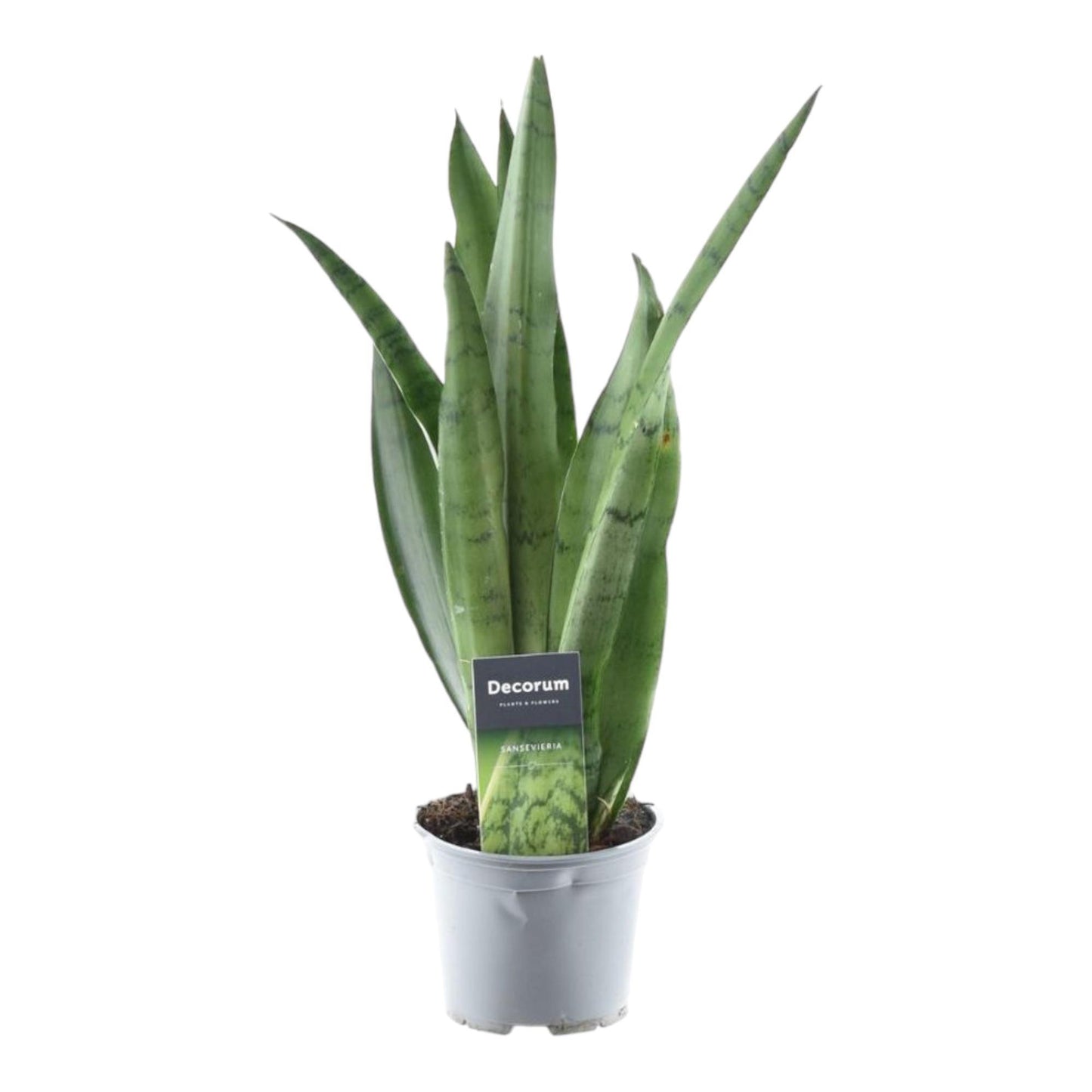 Luftreiniger Bogenhanf Sansevieria Spearmint - 45 cm - ø12