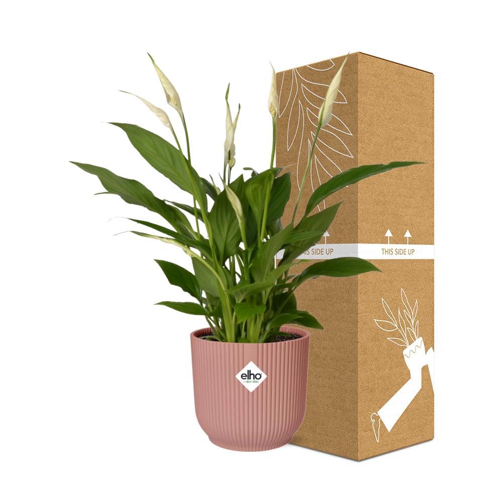 Spathiphyllum 12 Cm Torelli in ELHO Vibes Fold 14cm rosa