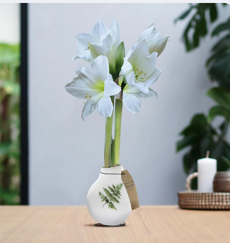 Amaryllis und die Zeit nach der Blüte: So pflegen Sie Ihre Pflanze richtig