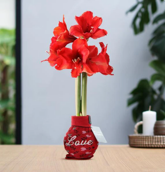Pflegeanleitung für Amaryllis (Ritterstern)