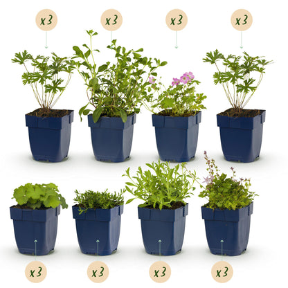 Stauden packet - Bodendecker - 24 Stauden - Für 3 m2 - Verschiedene Farben - Wenig Pflege - Topf 11cm