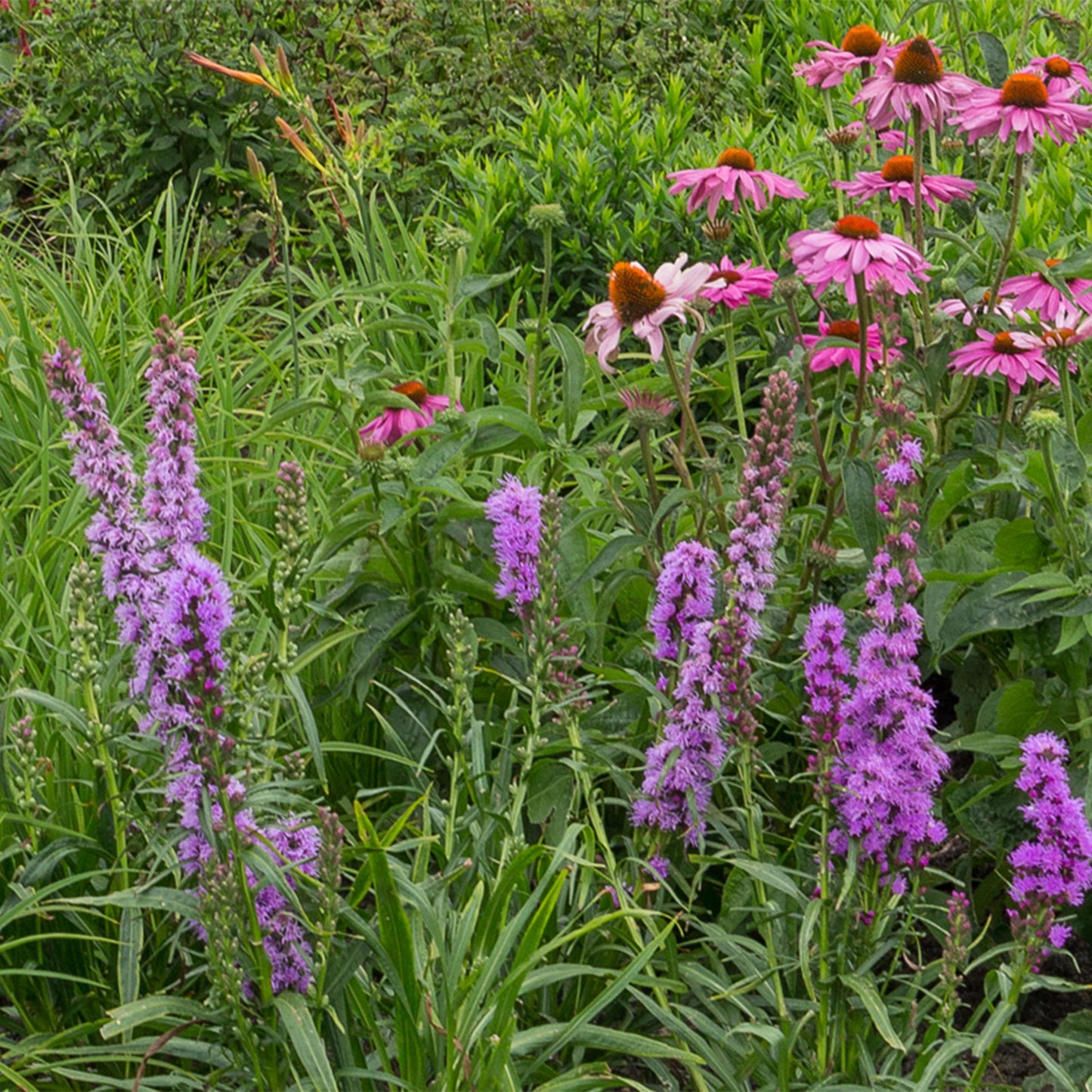 Stauden packet - Bienen- und Schmetterlingsanziehend - 8 Stauden - Für 1 m2 - Verschiedene Farben - Wenig Pflege - Topf 11cm