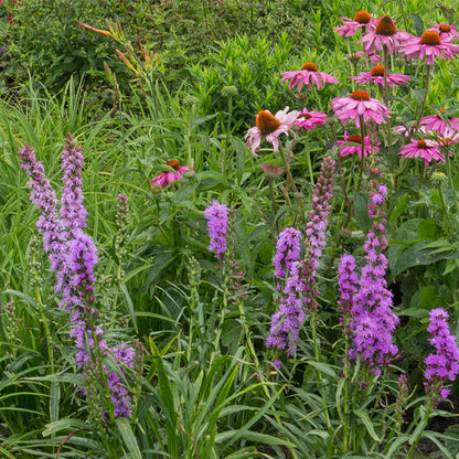 Stauden packet - Bienen- und Schmetterlingsanziehend - 8 Stauden - Für 1 m2 - Verschiedene Farben - Wenig Pflege - Topf 11cm