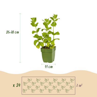 Kräuter packet - Kräutertee - 24 Stauden - Für 3 m2 - Verschiedene Farben - Wenig Pflege - Topf 11cm