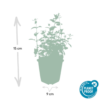20x Nepeta 'Six Hills Giant' - ↕10-25cm - Ø9cm