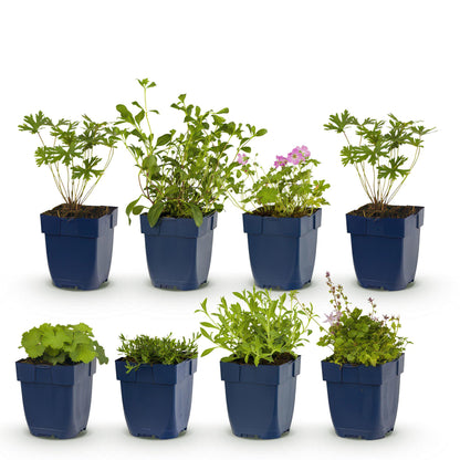 Stauden packet - Bodendecker - 8 Stauden - Für 1 m2 - Verschiedene Farben - Wenig Pflege - Topf 11cm