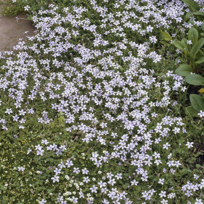 60x Isotoma fluviatilis - ↕10-25cm - Ø9cm