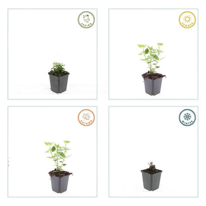 60x Agastache 'Blue Fortune' - ↕10-25cm - Ø9cm