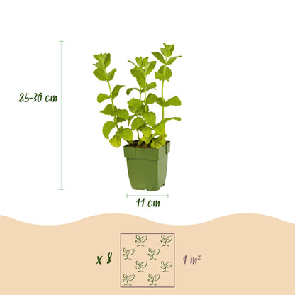 Kräuter packet - Kräutertee - 8 Stauden - Für 1 m2 - Verschiedene Farben - Wenig Pflege - Topf 11cm