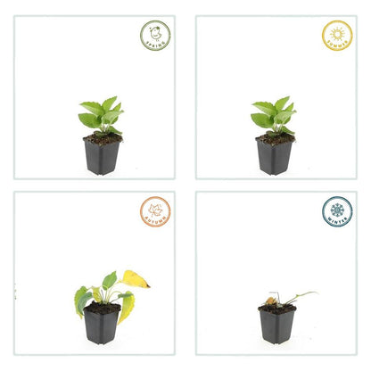 20x Rudbeckia fulgida 'Goldsturm' - ↕10-25cm - Ø9cm