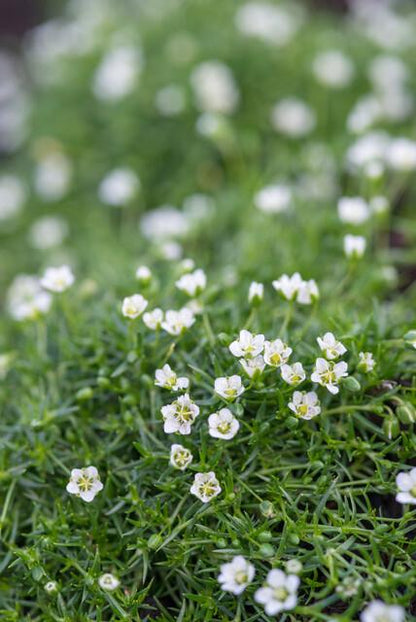 20x Sagina subulata - ↕10-25cm - Ø9cm