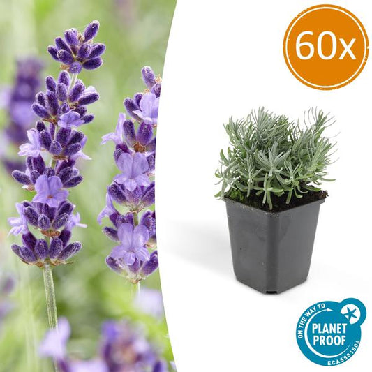 Lavandula 'Hidcote' - ↕10-25cm - Ø9cm - 60x