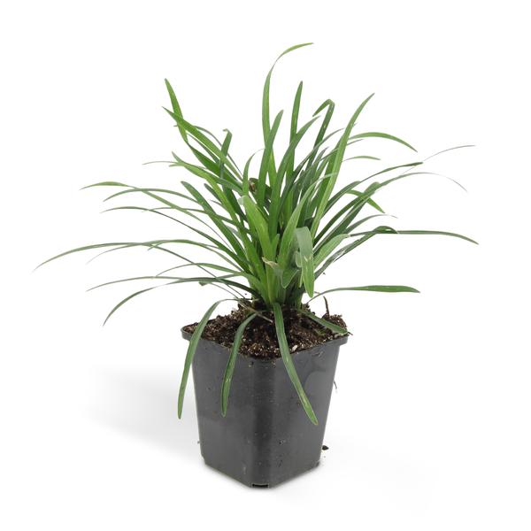 Liriope muscari 'Big Blue' - ↕10-25cm - Ø9cm - 60x