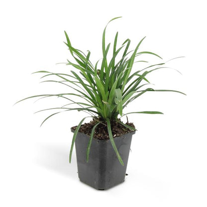 Liriope muscari 'Big Blue' - ↕10-25cm - Ø9cm - 60x