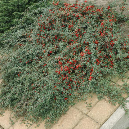 Cotoneaster dammeri - ↕10-25cm - Ø9cm - 60x