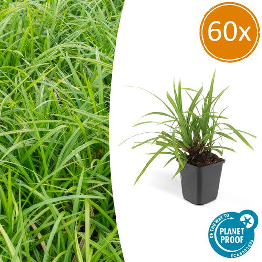 Carex morrowii 'Irish Green' - ↕10-25cm - Ø9cm - 60x