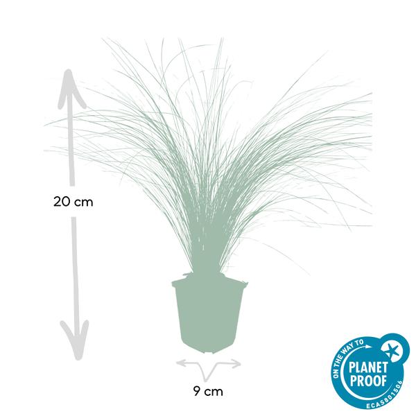 20x Stipa tenuissima 'Ponytails' - ↕10-25cm - Ø9cm