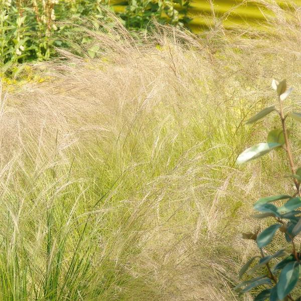 20x Stipa tenuissima 'Ponytails' - ↕10-25cm - Ø9cm