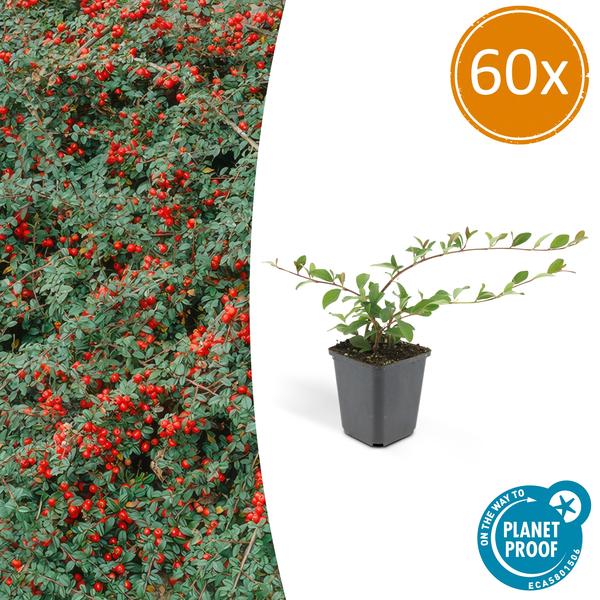 Cotoneaster dammeri - ↕10-25cm - Ø9cm - 60x