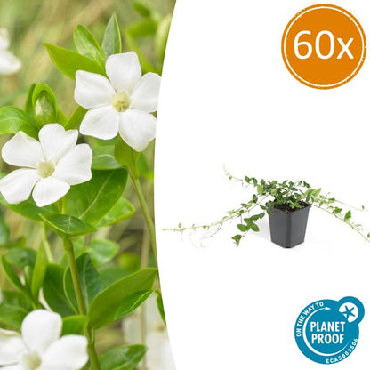 60x Vinca minor 'Alba' - ↕10-25cm - Ø9cm