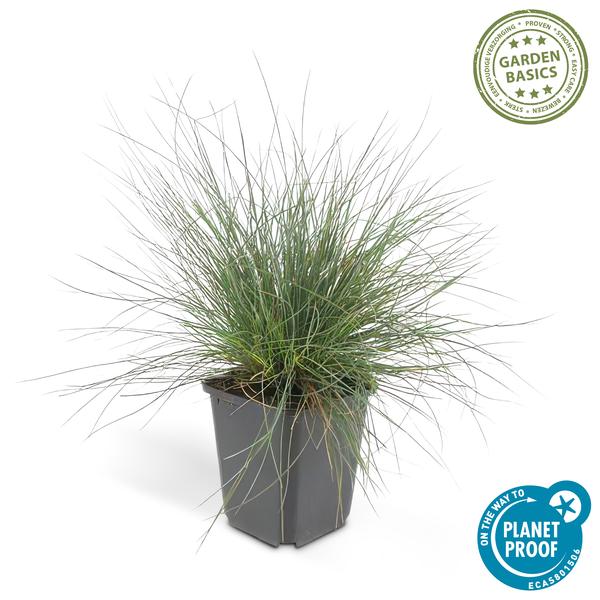 Festuca glauca 'Elijah Bleu' - ↕10-25cm - Ø9cm - 60x