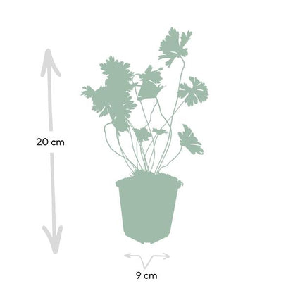 Geranium Rozanne - ↕10-25cm - Ø9cm - 60x