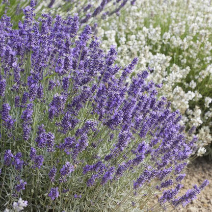 20x Lavandula 'Hidcote' - ↕10-25cm - Ø9cm