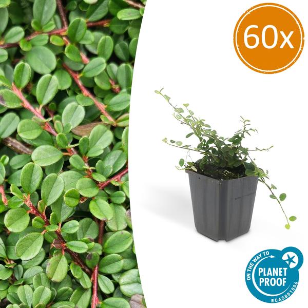 Cotoneaster pr. 'Streib's Findling' - ↕10-25cm - Ø9cm - 60x