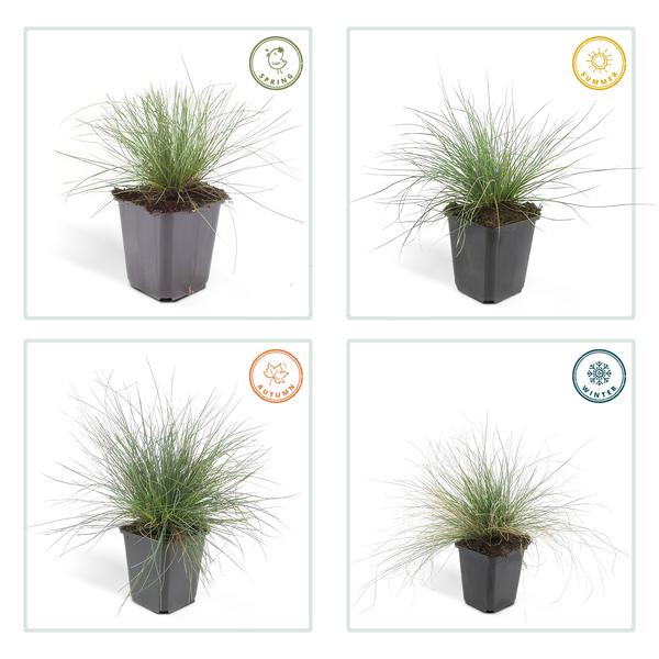 Festuca glauca 'Elijah Bleu' - ↕10-25cm - Ø9cm - 60x