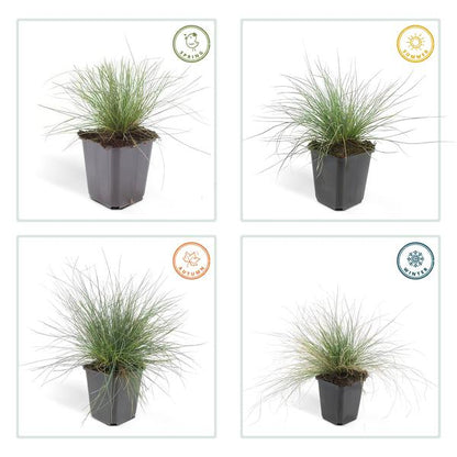 Festuca glauca 'Elijah Bleu' - ↕10-25cm - Ø9cm - 60x