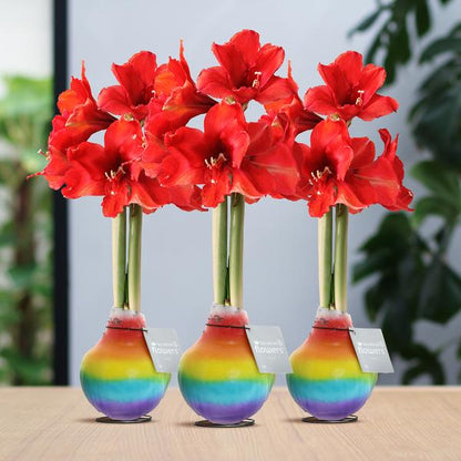 No Water Flowers® (wax amaryllis) | Rainbow (3 pack) + Red flower