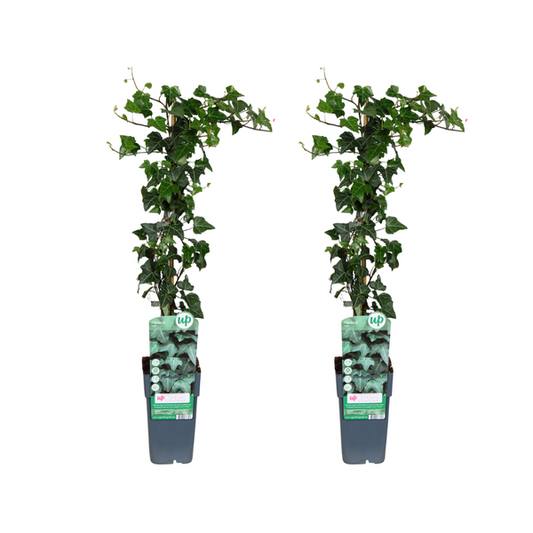 Efeu Hedera helix - 2 Stücke - Ø15cm - ↕65cm