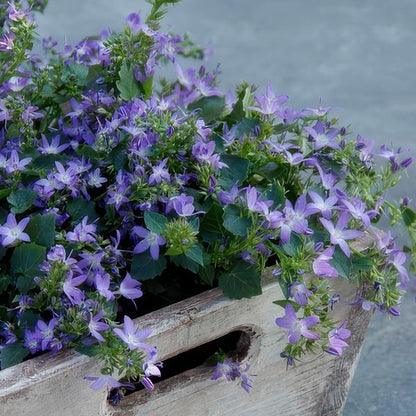 Campanula poscharskyana 'Stella' - ↕10-25cm - Ø9cm - 60x