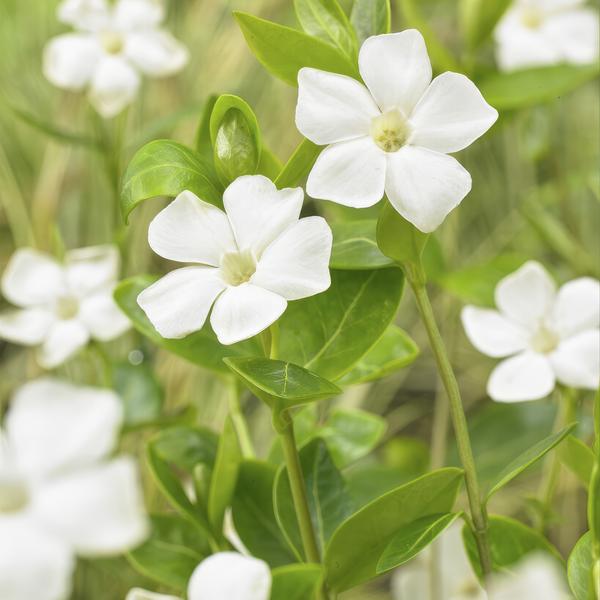 Vinca minor 'Alba' - ↕10-25cm - Ø9cm - 60x